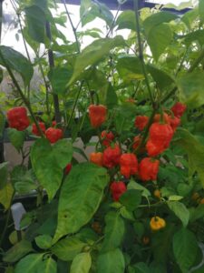 Chilli Horg - chilli papričky