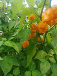 Chilli Horg - chilli papričky
