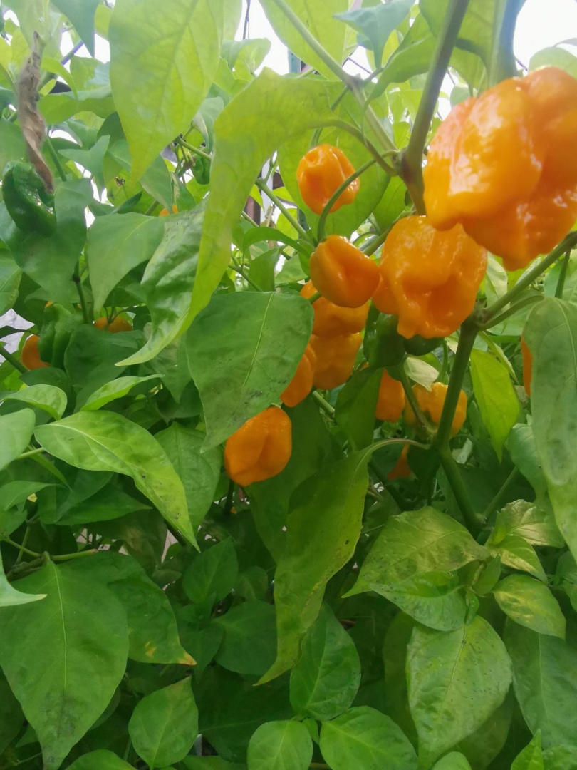 Chilli Horg - chilli papričky