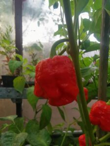 Chilli Horg - chilli paprička