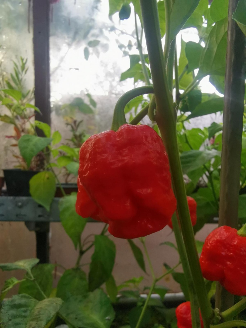Chilli Horg - chilli paprička