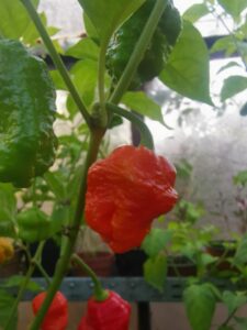 Chilli Horg - chilli paprička