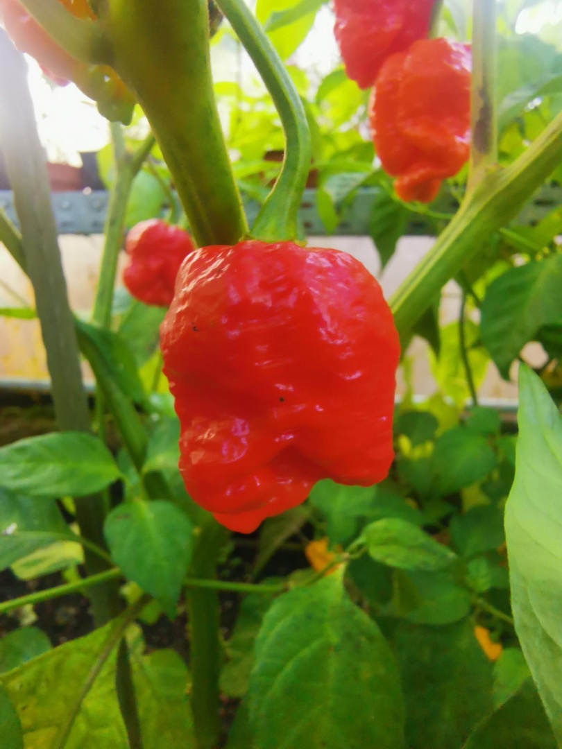 Chilli Horg - chilli paprička