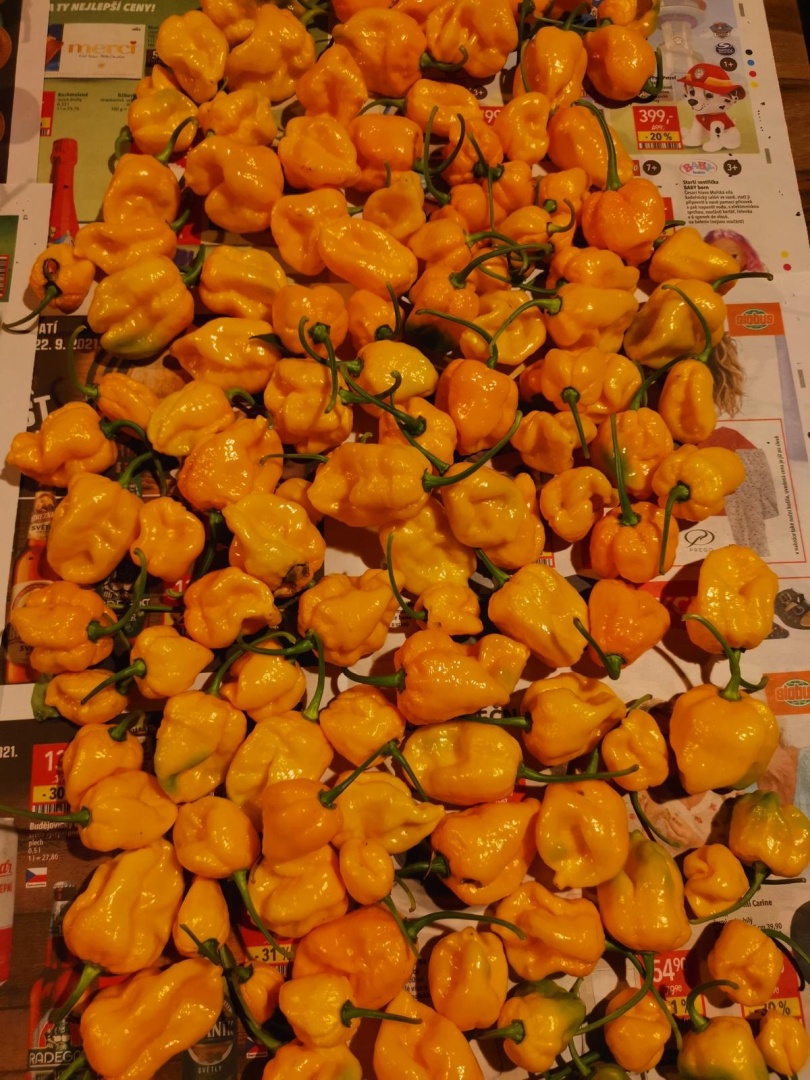 Chilli Horg - žluté chilli papričky na pracovním stole