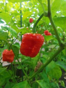 Chilli Horg - chilli paprička