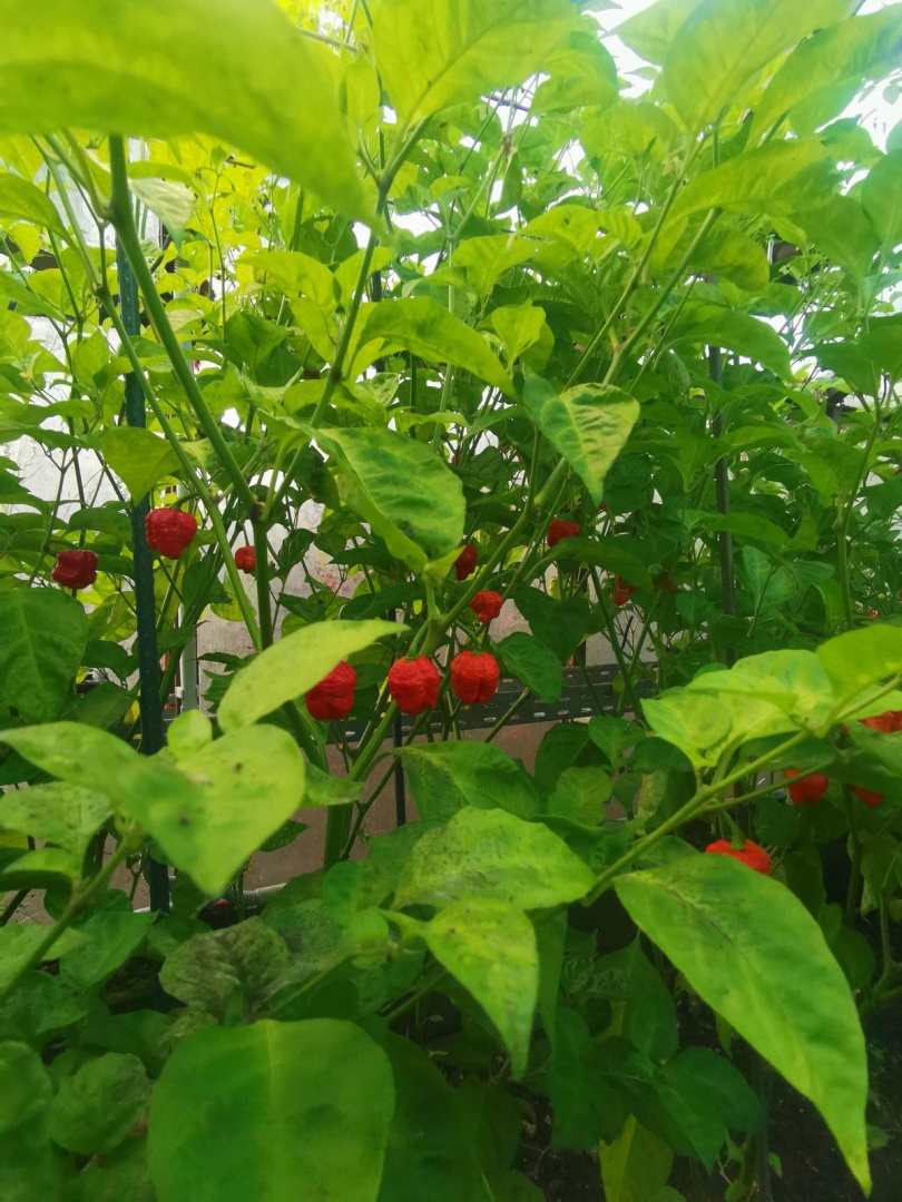 Chilli Horg - chilli papričky