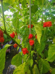 Chilli Horg - chilli papričky