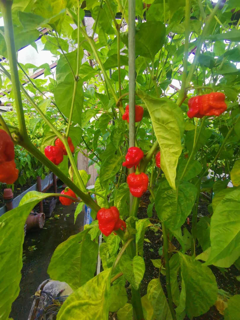 Chilli Horg - chilli papričky