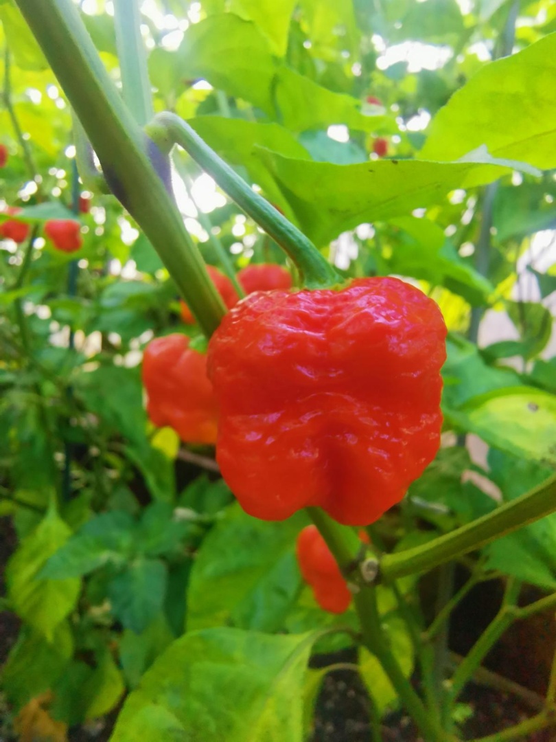 Chilli Horg - chilli paprička