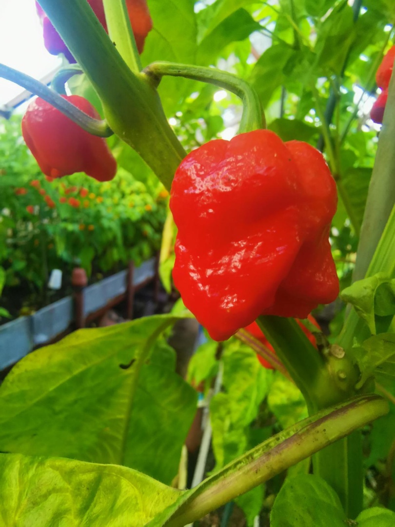Chilli Horg - chilli paprička