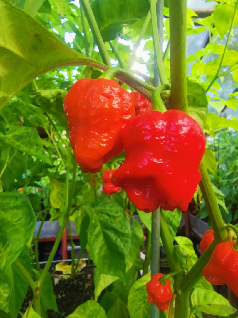 Chilli Horg - chilli papričky