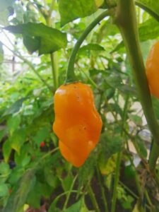 Chilli Horg - chilli paprička