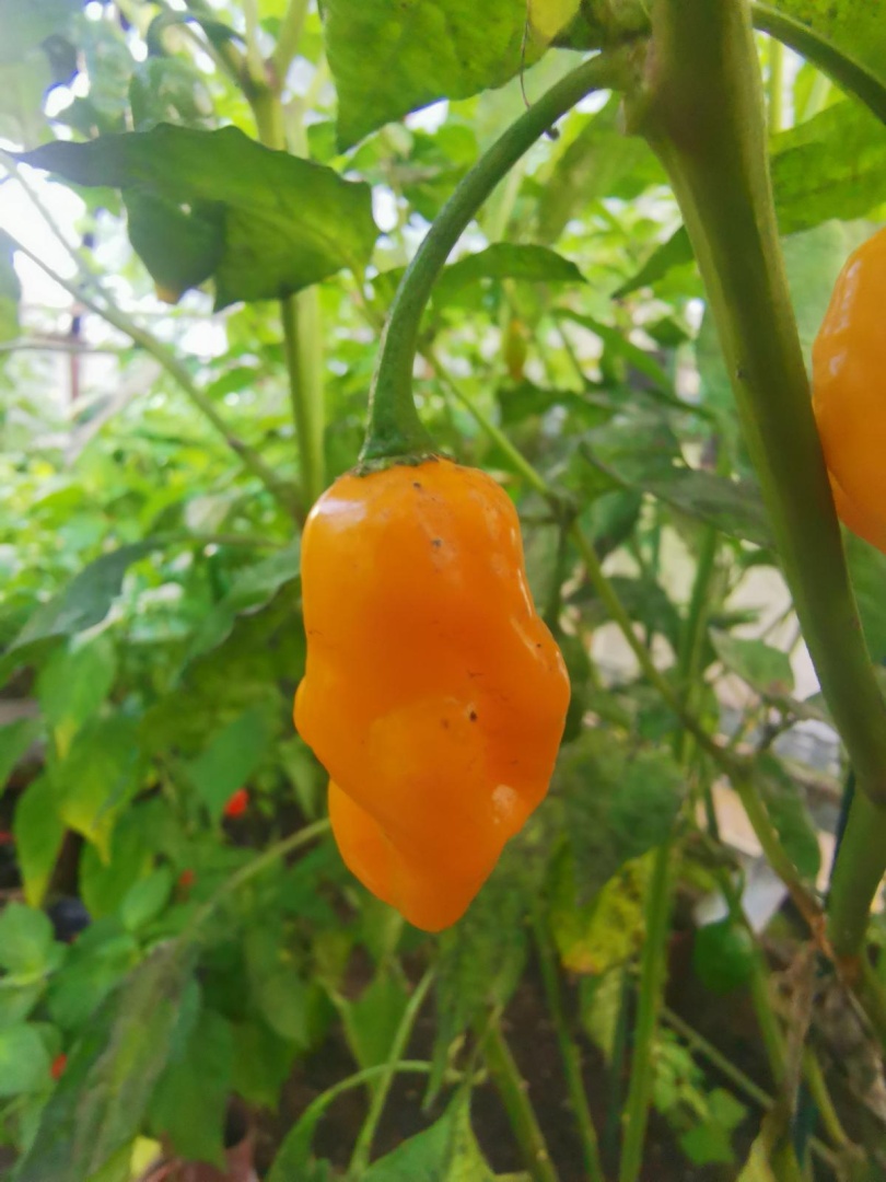 Chilli Horg - chilli paprička