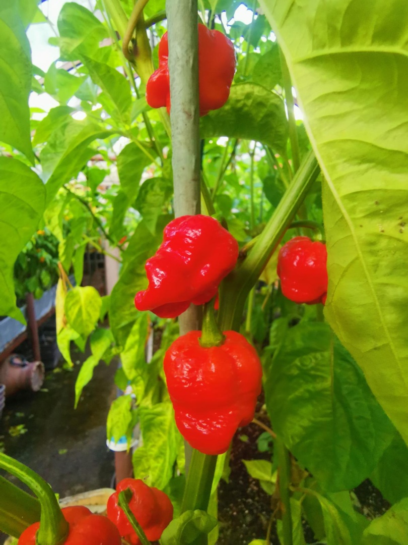 Chilli Horg - chilli papričky