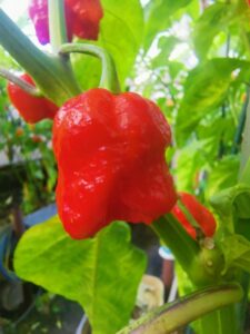 Chilli Horg - chilli paprička
