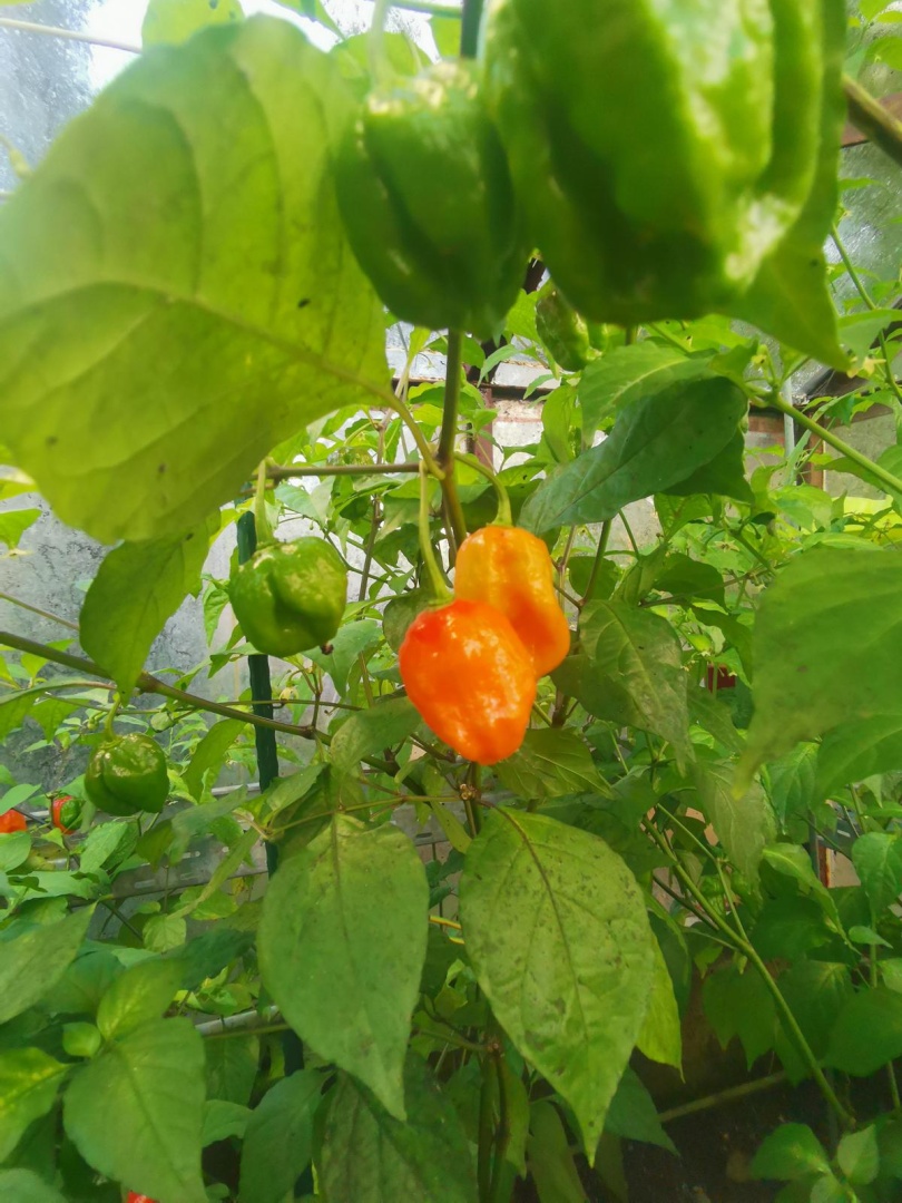 Chilli Horg - chilli papričky