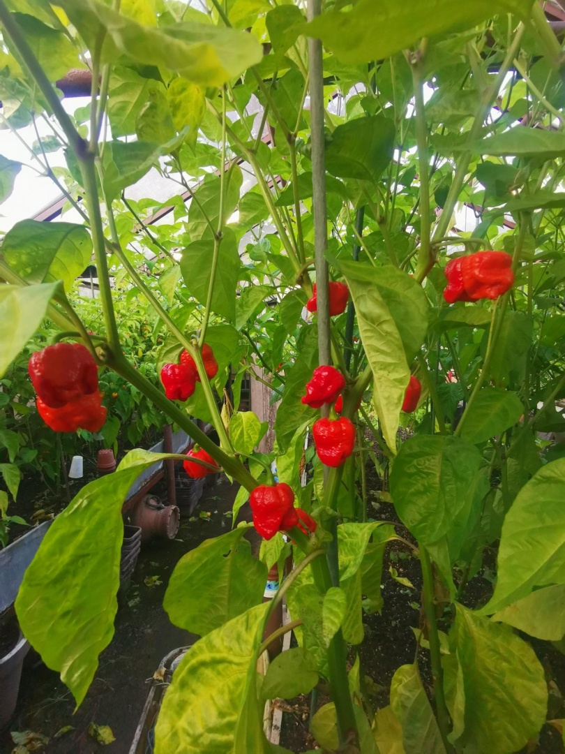 Chilli Horg - chilli papričky