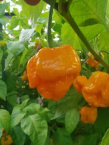 Chilli Horg - chilli papričky