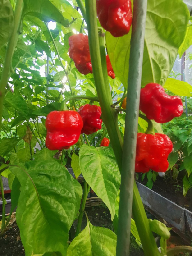 Chilli Horg - chilli papričky