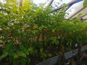 Chilli Horg - chilli papričky - sadba