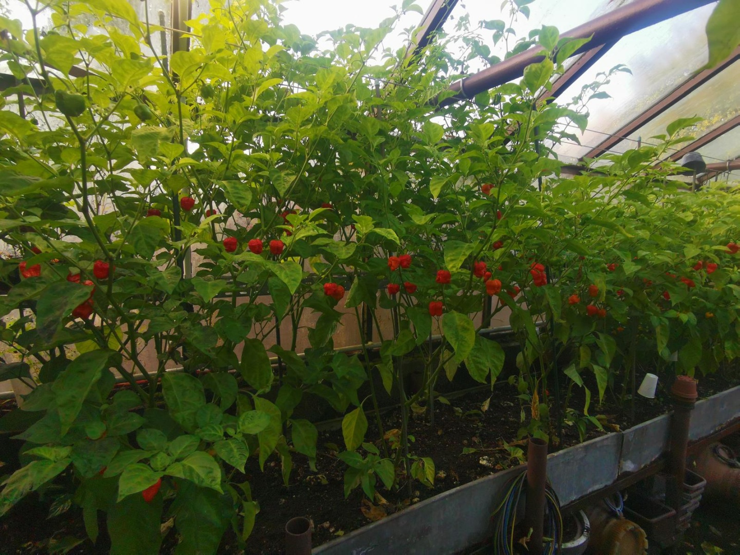 Chilli Horg - chilli papričky - sadba