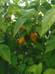 Chilli Horg - chilli papričky