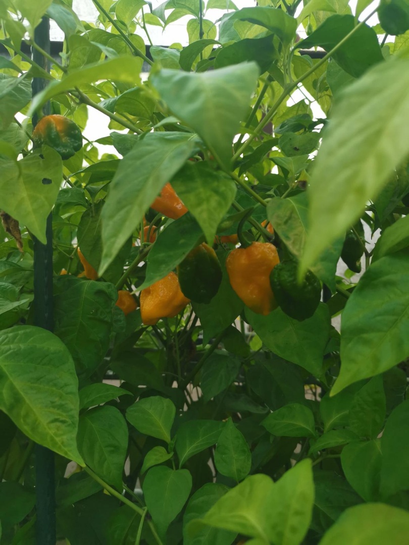 Chilli Horg - chilli papričky