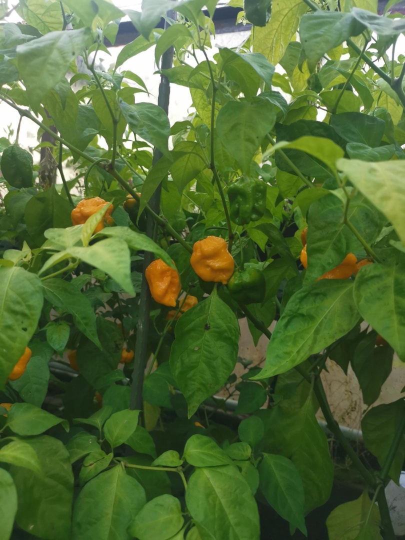 Chilli Horg - chilli papričky
