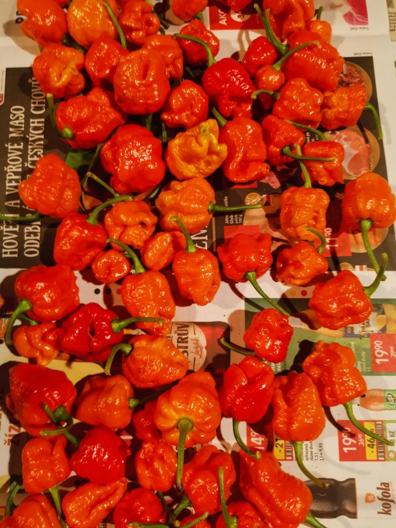 Chilli Horg - chilli papričky Moriga Trinidad Scorpion na pracovním stole