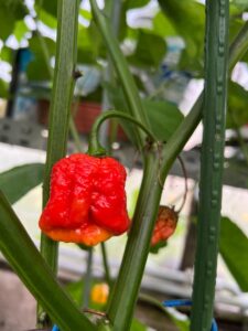 Chilli Horg - chilli papričky