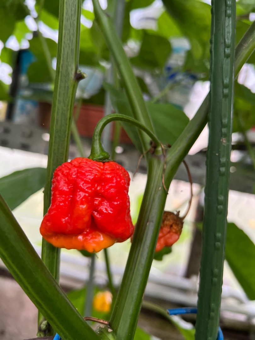 Chilli Horg - chilli papričky