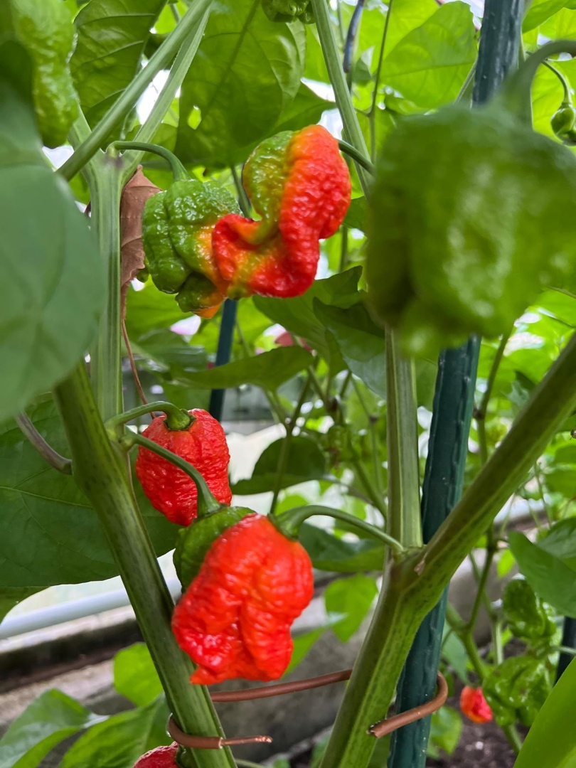 Chilli Horg - chilli papričky