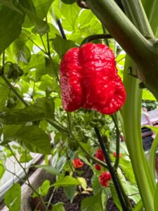 Chilli Horg - chilli paprička
