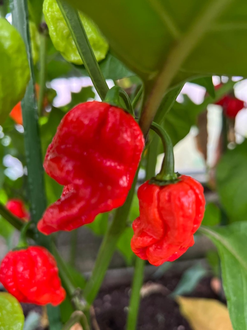 Chilli Horg - chilli papričky