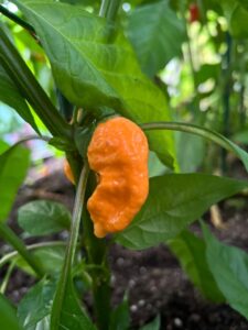 Chilli Horg - chilli papričky