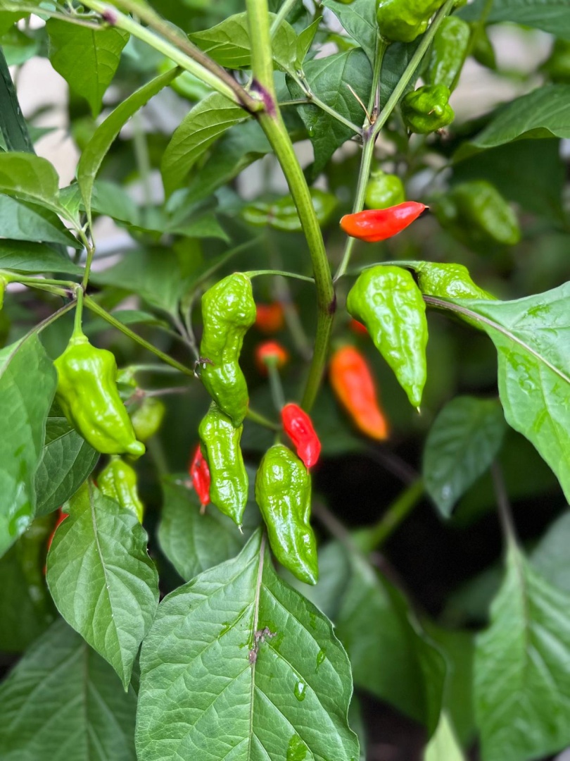 Chilli Horg - chilli papričky