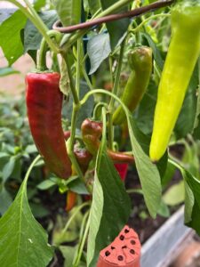 Chilli Horg - chilli papričky