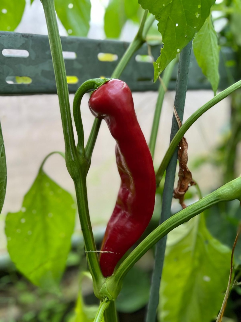 Chilli Horg - chilli paprička