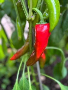 Chilli Horg - chilli paprička