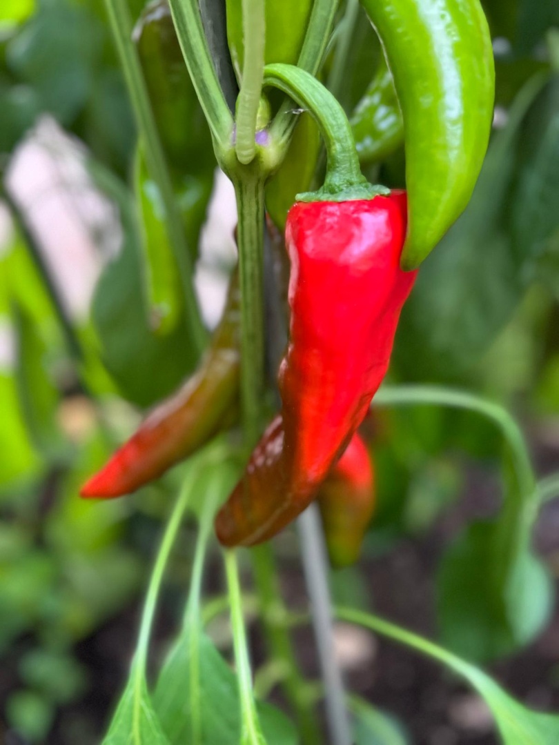 Chilli Horg - chilli paprička