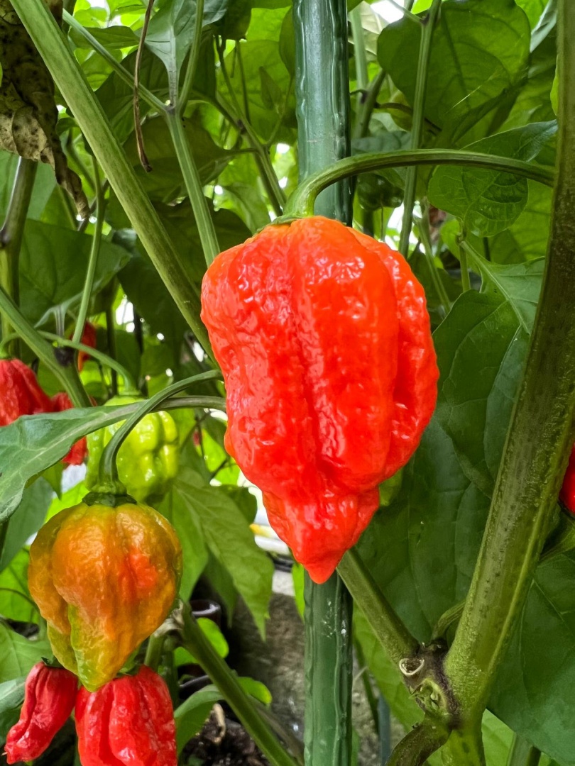 Chilli Horg - chilli paprička