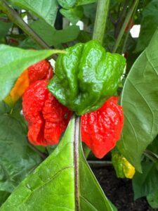 Chilli Horg - chilli paprička