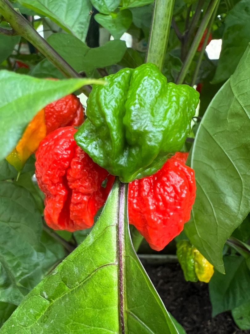 Chilli Horg - chilli paprička