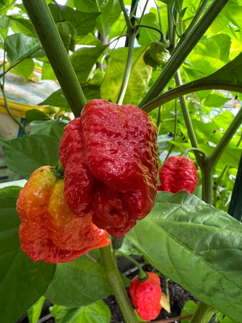 Chilli Horg - chilli paprička