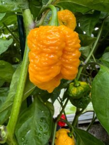 Chilli Horg - chilli paprička