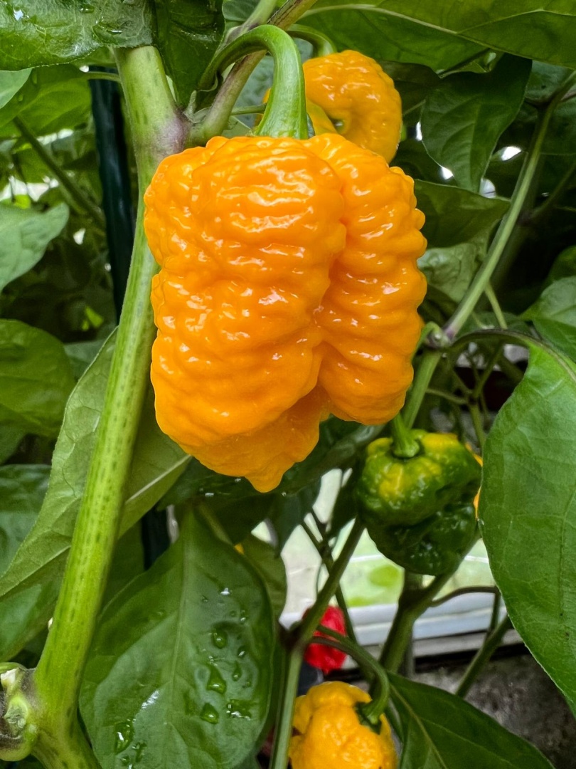 Chilli Horg - chilli paprička