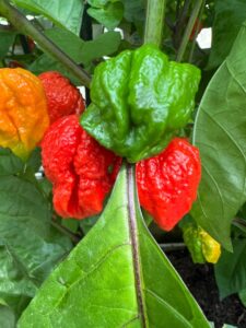Chilli Horg - chilli paprička