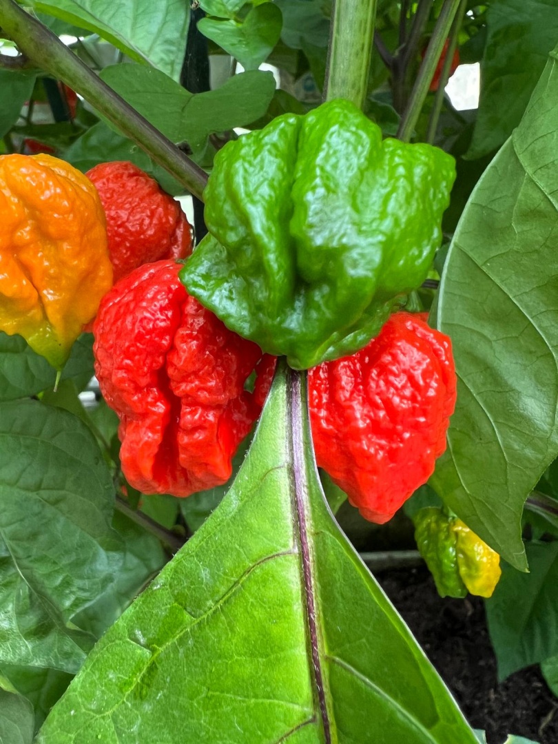 Chilli Horg - chilli paprička