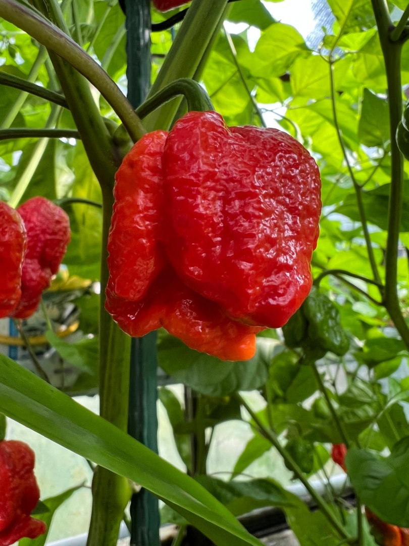 Chilli Horg - chilli paprička