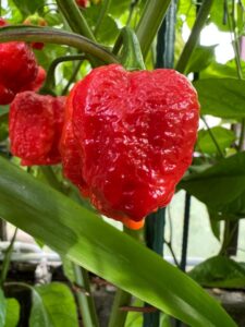 Chilli Horg - chilli paprička